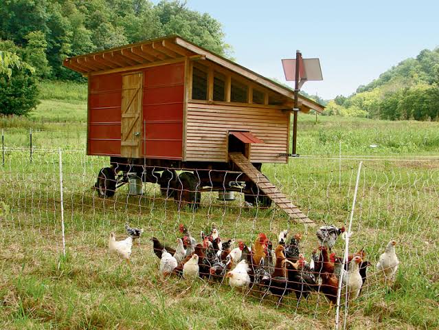 Live chickens photo placeholder; farm product photo pending